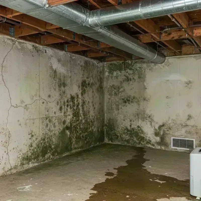 Professional Mold Removal in Uptown, IL